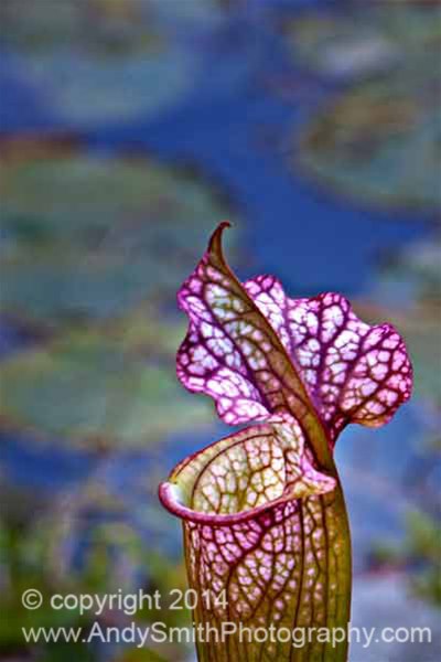 Pitcher Plant and Lily Pads